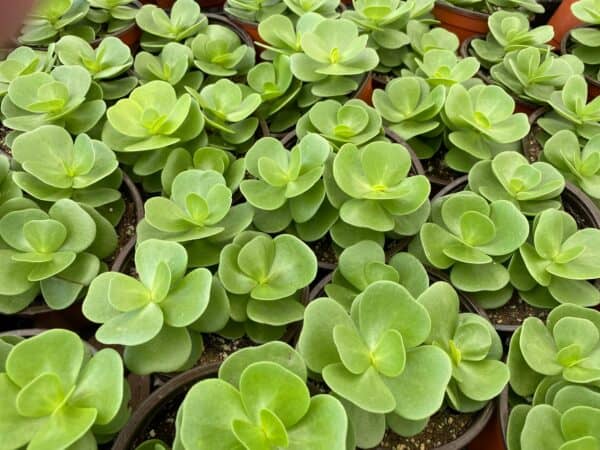 Medium Succulent Plant – Sedum Sun Sparkler