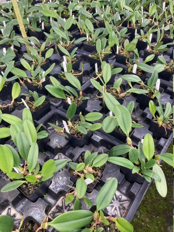 Bulb. Surigaense x Bulb. Gracillimum Kalimantan Live Plants from Hawaii, Plantly