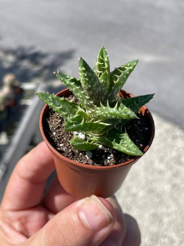 Tiger Tooth Aloe in 2 inch pot, Aloe juvenna, well rooted healthy starter succulent live rare, Plantly