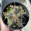Ferocactus emoryi, Star Shaped Emory's barrel cactus, Coville's barrel cactus, 5-point Cactus, in 4 inch pot, well rooted healthy starter
