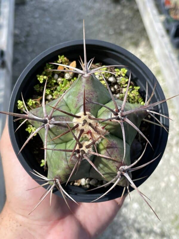 Ferocactus emoryi, Star Shaped Emory&#8217;s barrel cactus, Coville&#8217;s barrel cactus, 5-point Cactus, in 4 inch pot, well rooted healthy starter, Plantly