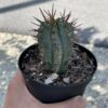African Milk Barrel, Euphorbia horrida Boiss, in 4 inch pot. Rare exotic live starter cactus, healthy well rooted