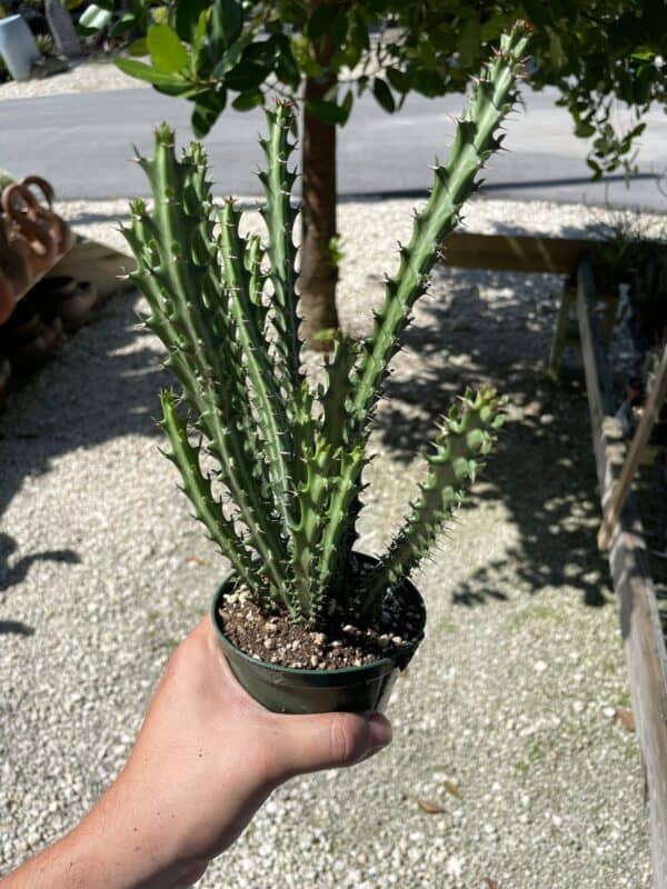 Euphorbia knuthii Pax, Euphorbia Shrub, dwarf spiny free branched cactus succulent, in a 4 inch pot, well rooted healthy starter live rare, Plantly