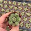 Thimble Cactus, mammillaria gracilis, Powder Puff Pincushion, California hedgehog, Bird's-nest pincushion in a 2 inch pot, Super Tiny & Cute