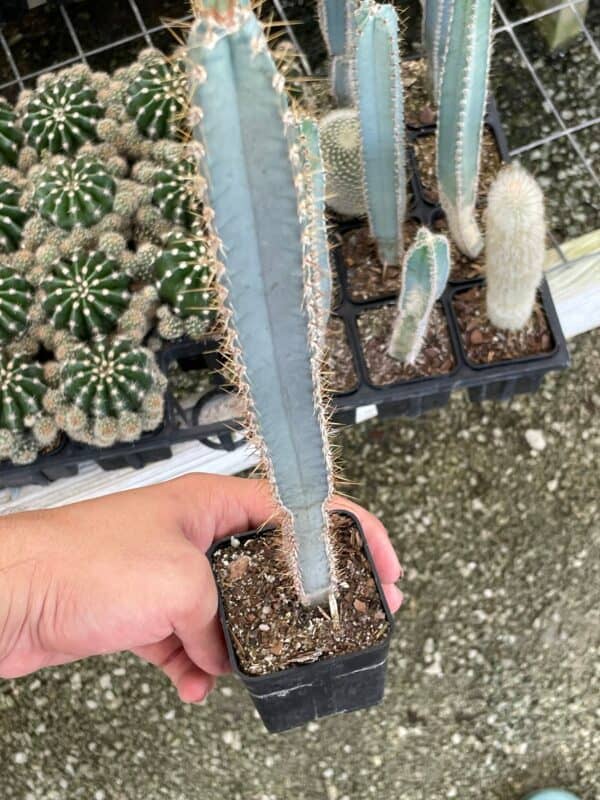 Blue Columnar Cactus, Pilosocereus pachycladus Cacti, Column cactus, blue torch cactus, woolly torch cactus, in 2 inch square pot, Plantly