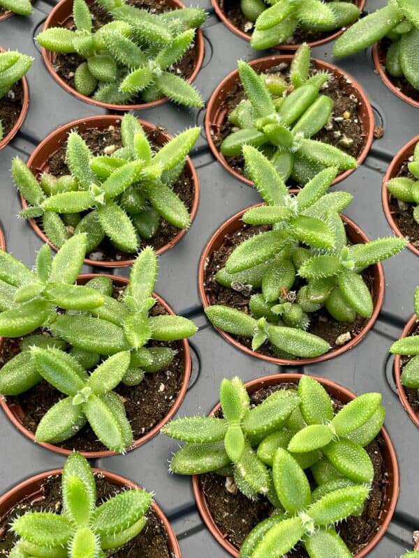 Pickle plant. Delosperma echinatum, in a 2 inch pot. Super cute well rooted healthy starter plant. Pickle Succulent