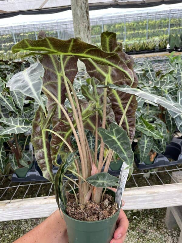Alocasia African mask, Alocasia × amazonica &#8216;Polly&#8217;, Alocasia plant in 4 inch pot. Giant taro, ape, biga, elephant ears, African mask plant., Plantly