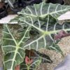 Alocasia polly African mask 6