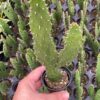 Opuntia monacantha, Brazilian prickly pear, tuna fruit, sabra, nopal paddle, nopales cactus 2" pot, healthy well rooted, ready for size up
