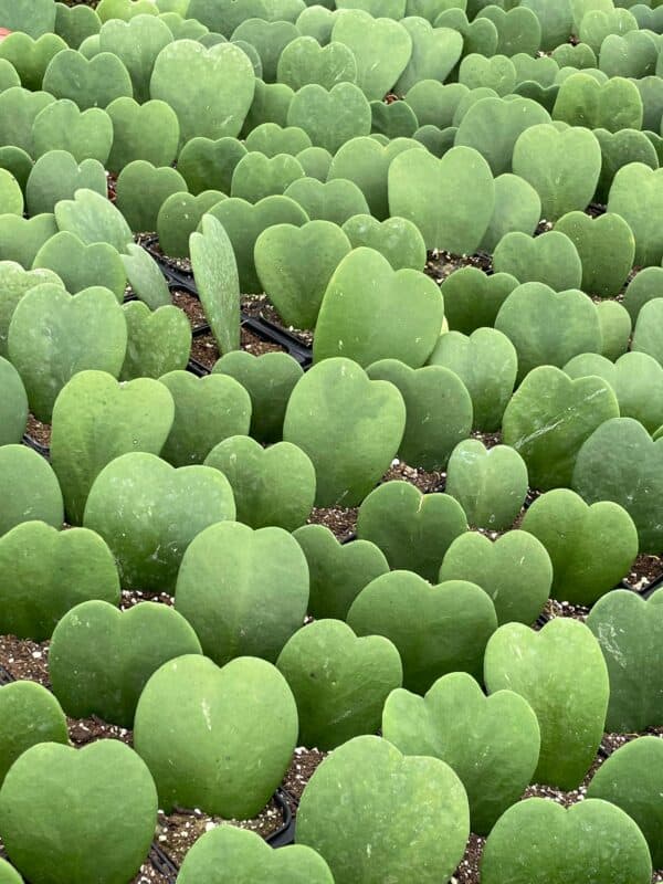 Green Hoya Kerrii Heart / Original Sweetheart Plant / Mothers day plant / Hoya Plant / Heart Shaped Succulent / Heart Hoya / Live Plant Rare, Plantly