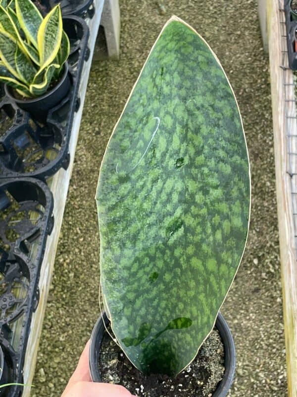 Sansevieria Masoniana, Huge over 1 foot long Whale Fin Snake Plant 6&#8243; pot, Mason&#8217;s Congo,  Shark fin Snakeplant, Giant Dracaena, Plantly