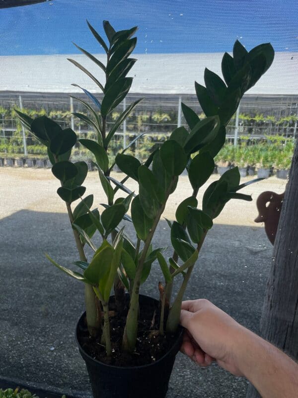 ZZ Plant, Zamioculcas zamiifolia 6&#8243; pot, Very Large Healthy aroid palm, Eternity Plant, Plantly