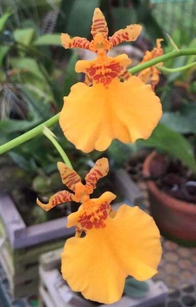 Oncidium Gower Ramsey ‘Orange Delight’ Comes in 4&#8243; Pot From Hawaii, Plantly