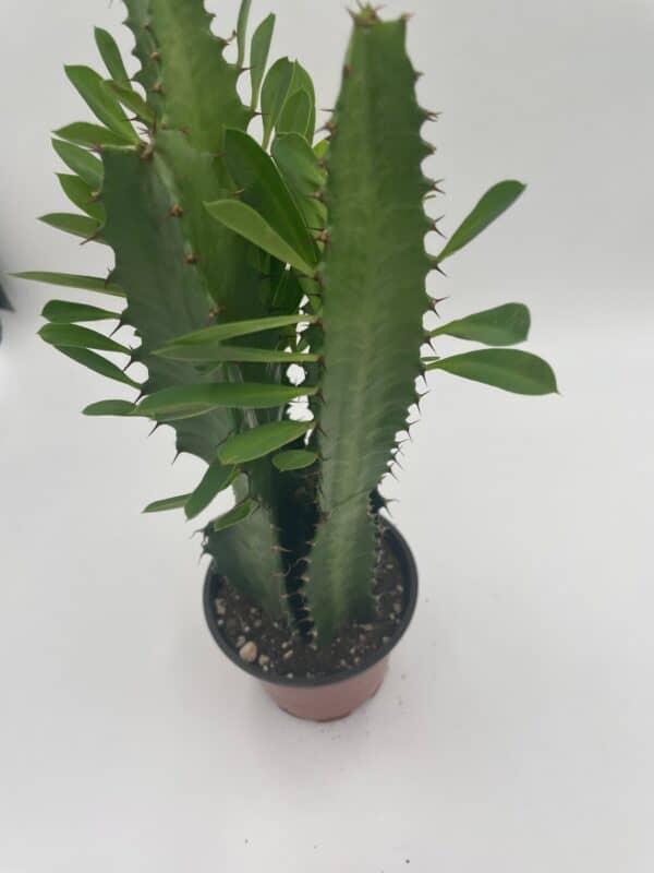 Original African Milk Tree, Euphorbia trigona Green, Non-Variegated, Giant Big Thick Multi Branches, in a 4 inch pot, well rooted beautiful, Plantly