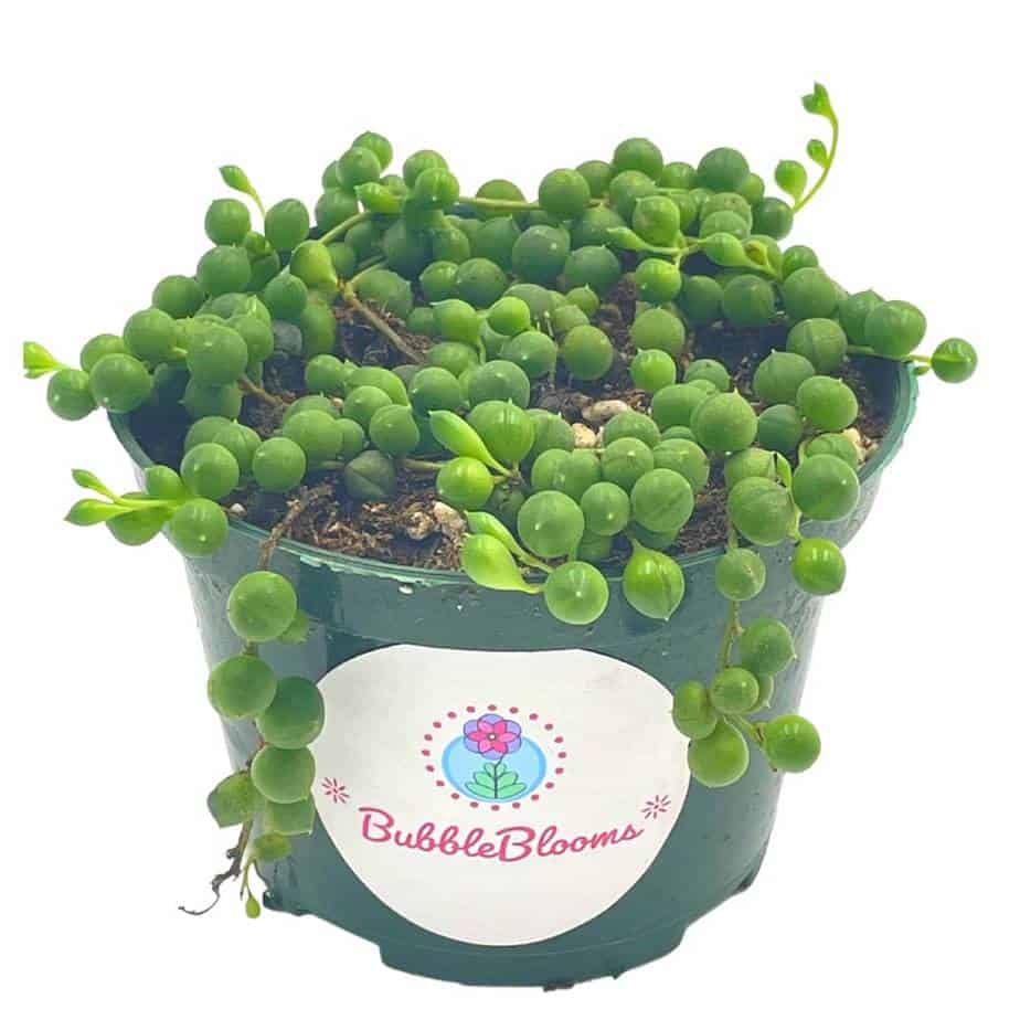 String of Pearls, Senecio rowleyanus, String of Peas, String of Beads, Necklace Succulent, well rooted very filled healthy, String-of-pearls String of Pearls, Senecio rowleyanus, String of Peas, String of Beads, Necklace Succulent, well rooted very filled healthy, String-of-pearls