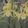 Brassocattleya Yellow Bird Orchid Comes in 2" Pot Fragrant Plant From Hawaii