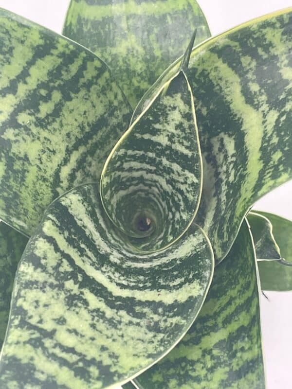 Bird&#8217;s Nest Snake plant, Green Striped Variegated Snakeplant, Sansevieria trifasciata Prain, Black Robusta, rosette Shaped Well rooted, Plantly