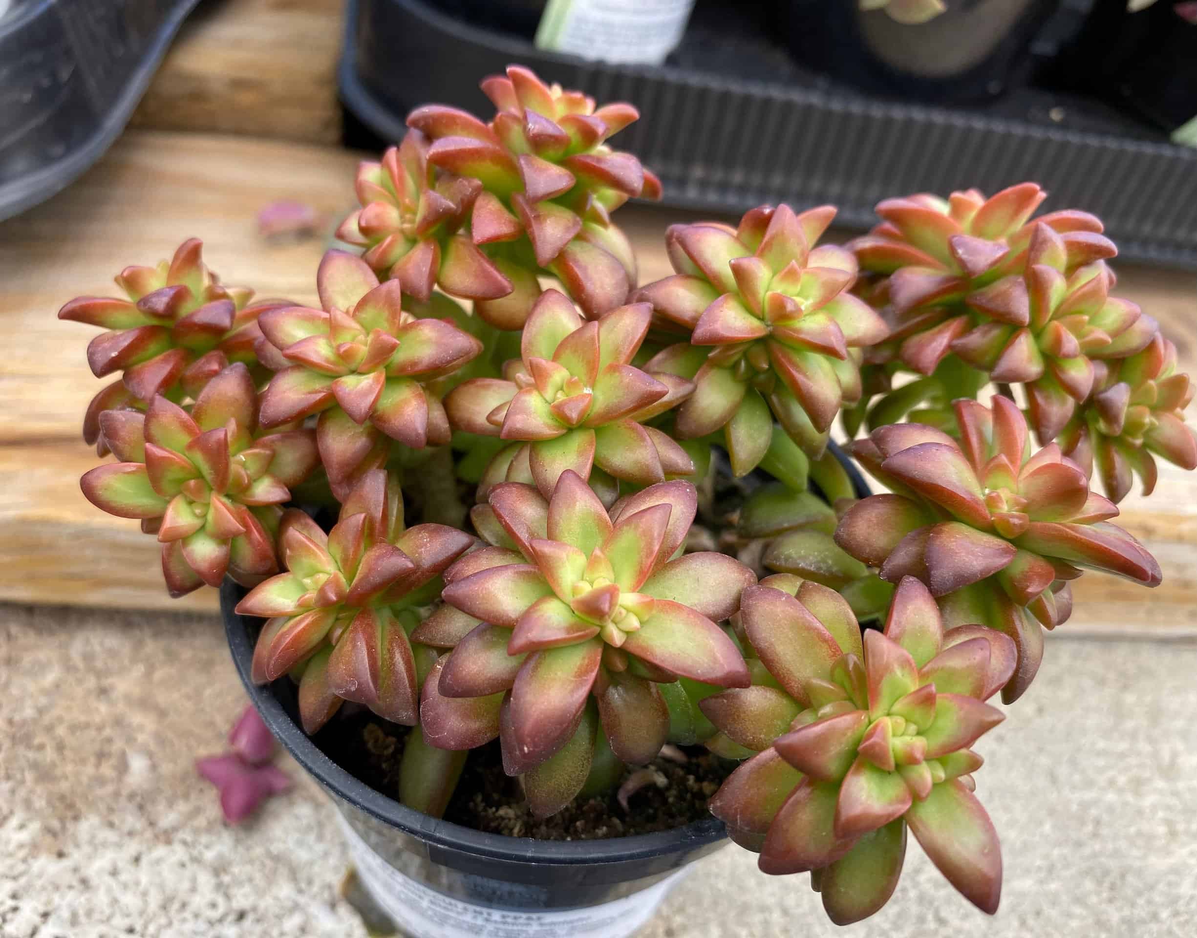 Medium Sedum Adolphi ‘Shooting Star’