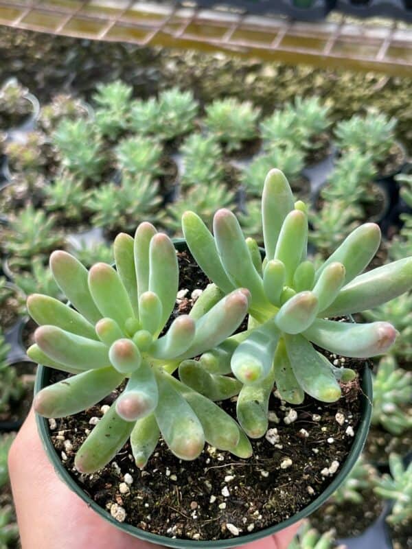 Jelly beans, Sedum pachyphyllum Rose, Stonecrop, Succulent beans, Many Fingers, Christmas Cheer, Banana Cactus in a 4 inch pot