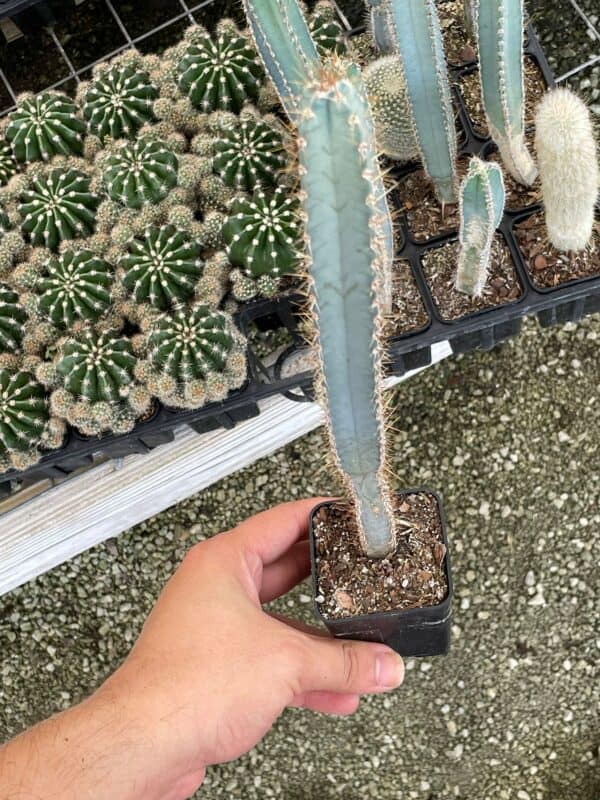 Blue Columnar Cactus, Pilosocereus pachycladus Cacti, Column cactus, blue torch cactus, woolly torch cactus, in 2 inch square pot, Plantly