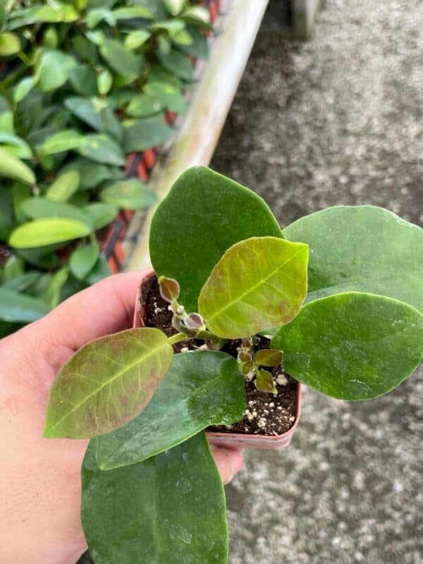 Hoya australis, Samoan waxplant waxvine waxflower wax plant, very rare limited supply exotic live succulent, Plantly