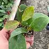 Hoya australis, Samoan waxplant waxvine waxflower wax plant, very rare limited supply exotic live succulent