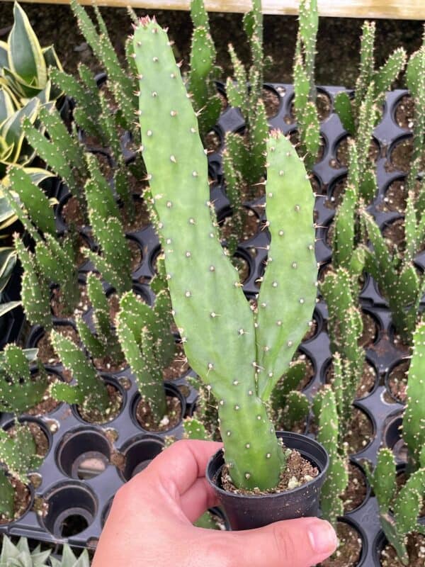 Opuntia monacantha, Brazilian prickly pear, tuna fruit, sabra, nopal paddle, nopales cactus 2&#8243; pot, healthy well rooted, ready for size up, Plantly