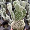 Bunny-ears prickly-pear Snow White Opuntia microdasys, large Bunny Ears Prickly Pear With Glacier white Fuzz and white Areoles in 2" pot,