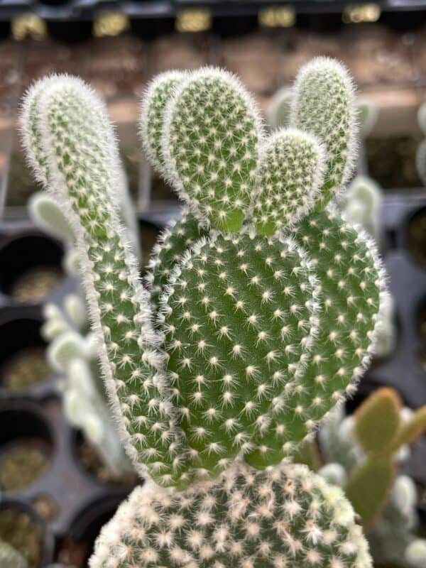 Bunny-ears prickly-pear Snow White Opuntia microdasys, large Bunny Ears Prickly Pear With Glacier white Fuzz and white Areoles in 2&#8243; pot,, Plantly