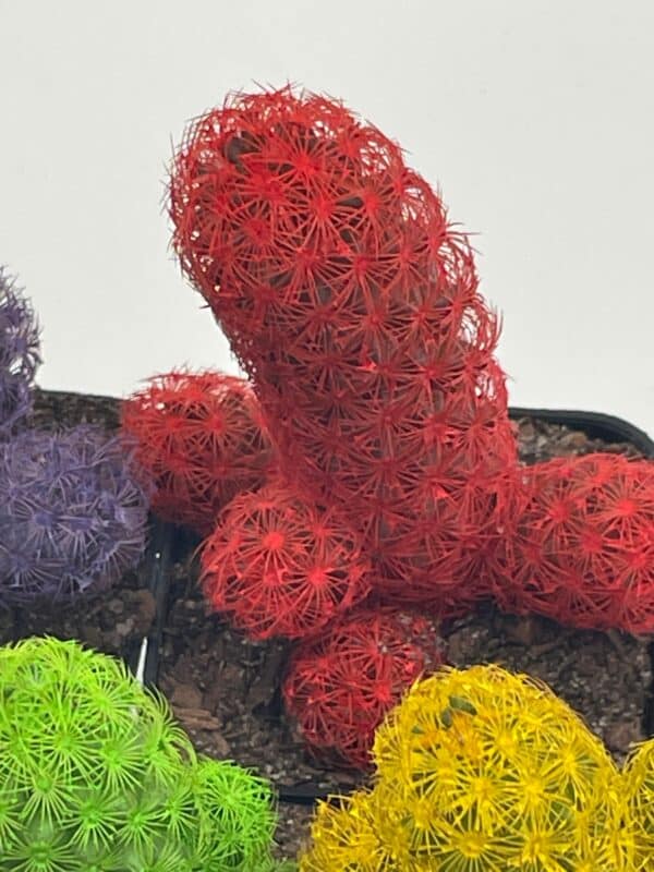 Colored Cactus / Desert Gem / Painted Dyed Blue / Red / Purple / Yellow / Pink / Green, Orange Cactus Rainbow Cactus, Plantly