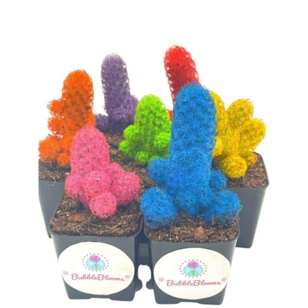 Colored Cactus / Desert Gem / Painted Dyed Blue / Red / Purple / Yellow / Pink / Green, Orange Cactus Rainbow Cactus, Plantly