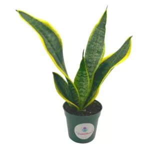 Anthurium Vittarifolium Plant Care, Plantly