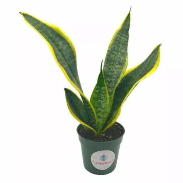 snake plant in a pot