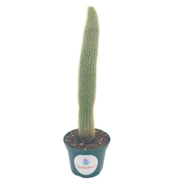 Wooly Torch Cactus, Cleistocactus strausii, the silver torch, very large cactus in 4 inch pot, mature healthy well rooted live, Plantly