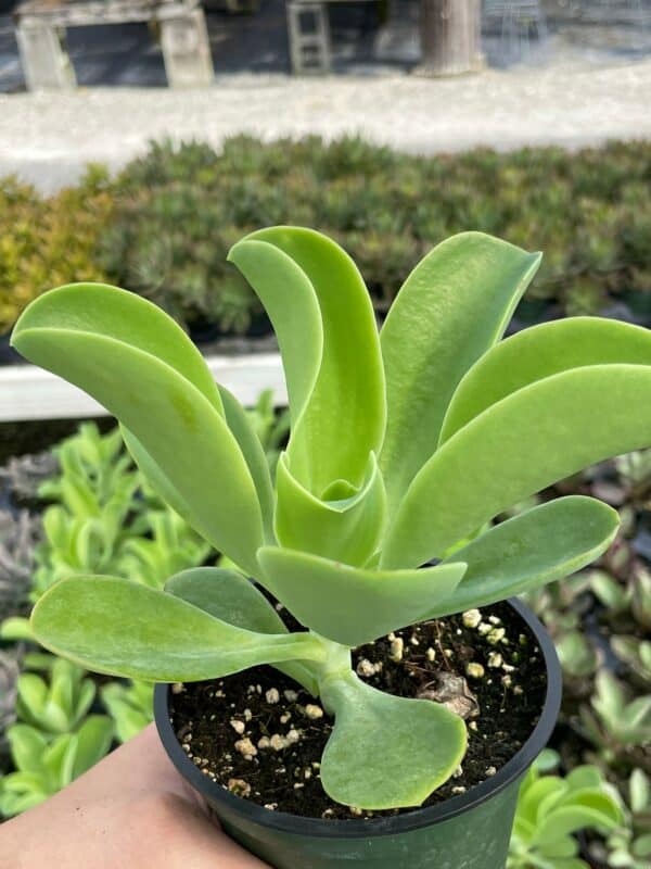 Echeveria pallida, Argentine Echeveria, Curled Rubber Green Spoon Leaf Succulent in 3 inch pot, well rooted, Plantly