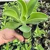 Echeveria pallida, Argentine Echeveria, Curled Rubber Green Spoon Leaf Succulent in 3 inch pot, well rooted