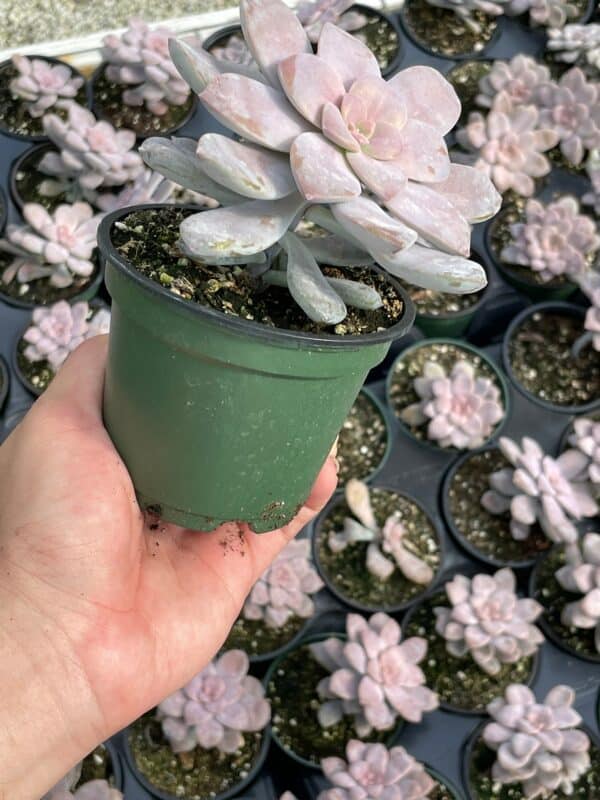 Superbum, Graptopetalum pentandrum subsp in a 4 inch pot