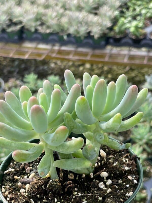 Jelly beans, Sedum pachyphyllum Rose, Stonecrop, Succulent beans, Many Fingers, Christmas Cheer, Banana Cactus in a 4 inch pot