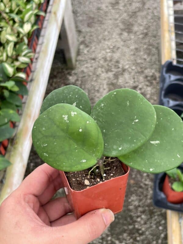 Hoya obovata splash variegated, speckled with freckles, sweetheart heart-leaf hoya, Plantly