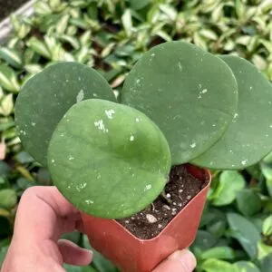 Hoya obovata splash variegated, speckled with freckles, sweetheart heart-leaf hoya