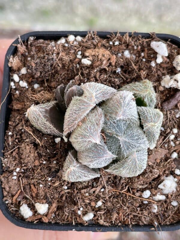 Haworthia Cooperi furry pink white variegated, hairy fuzzy variegation, Cooper&#8217;s Bristle, cathedral windows, cushion aloe, Plantly