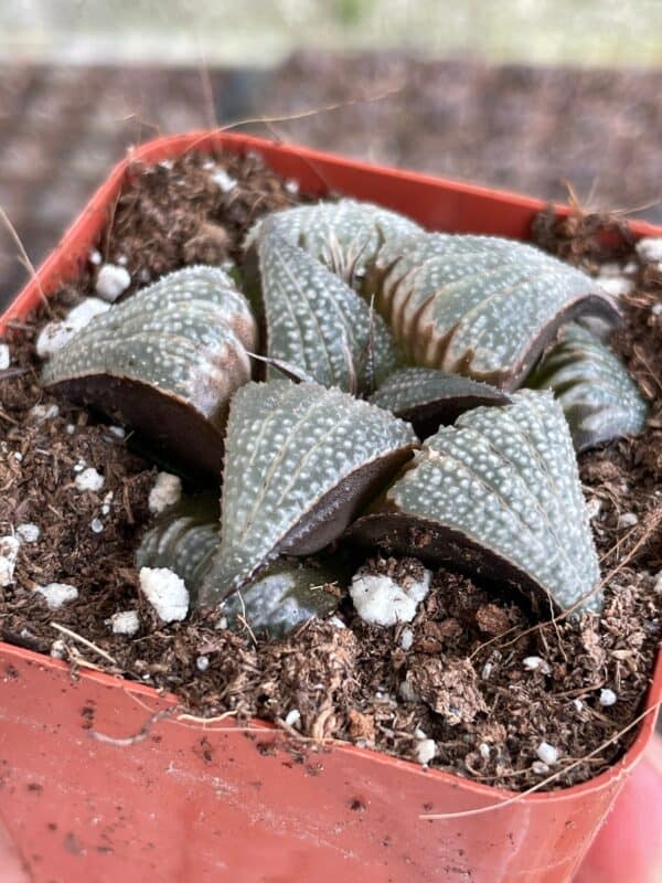 Haworthia magnifica dark black variegated, clear crystal variegation, extremely rare limited supply succulent in 2 inch pot, Plantly