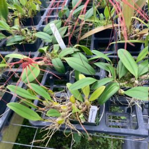 Lepanthes telipogoniflora Plant Care, Plantly