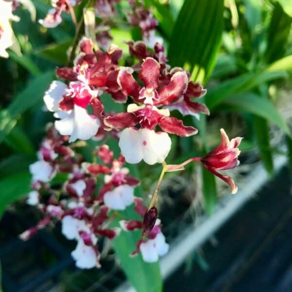 Oncidium Sharry Baby &#8216;Sweet Fragrance&#8217; Orchid 4” pots Blooming Size Fragrant From Hawaii, Plantly