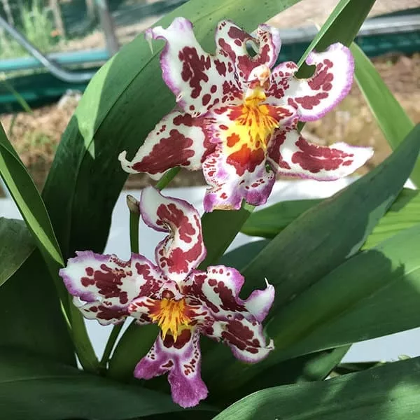 Wilsonara Tan Treasures ‘Lavender Picotee’ Oncidium Orchid 4″ Pot Blooming size