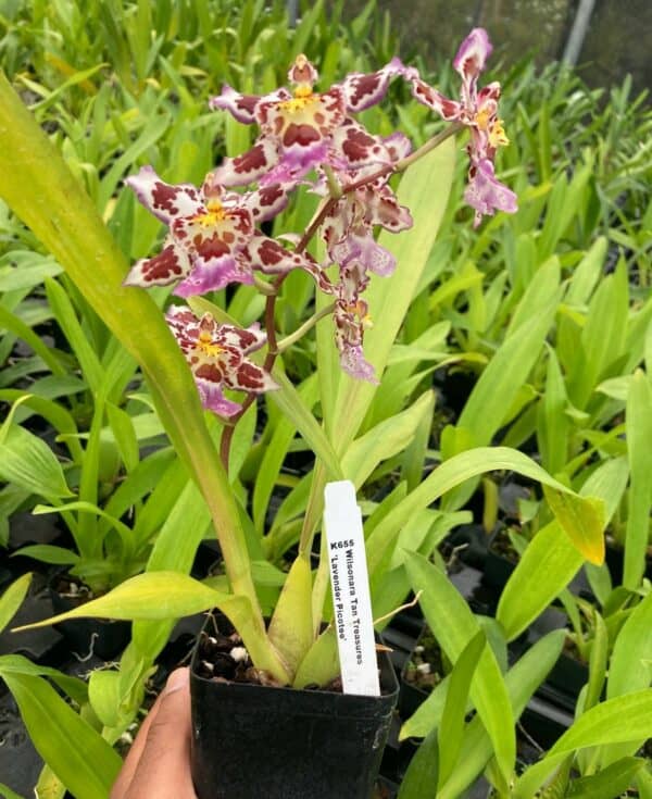 Wilsonara Tan Treasures ‘Lavender Picotee’ Oncidium Orchid 4&#8243; Pot Blooming size, Plantly