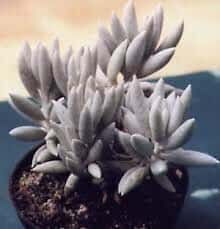 Senecio Haworthii Succulent, Cocoon Plant