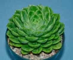 How to Take Care of Outdoor Succulents, Plantly