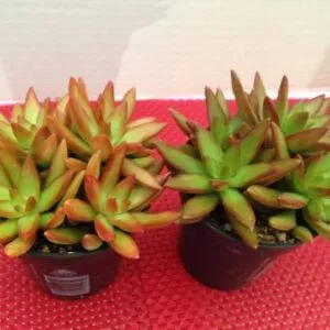 Thanksgiving Cactus Plant Care, Plantly