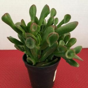 Medium Succulent Plant - Ogre Ears
